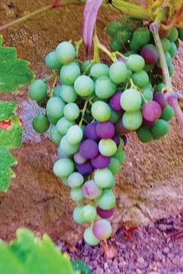 Vignobles de Chablis